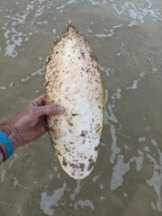 Sepia latimanus