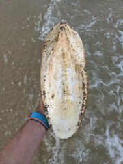 Sepia latimanus
