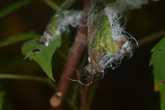 Phylloplecta tripunctata