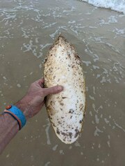 Sepia latimanus