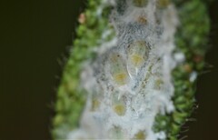 Phylloplecta tripunctata