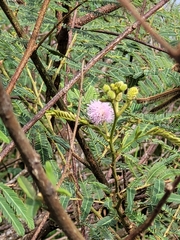 Mimosa pigra