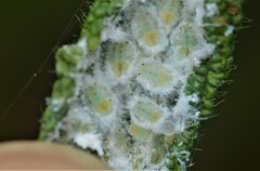 Phylloplecta tripunctata