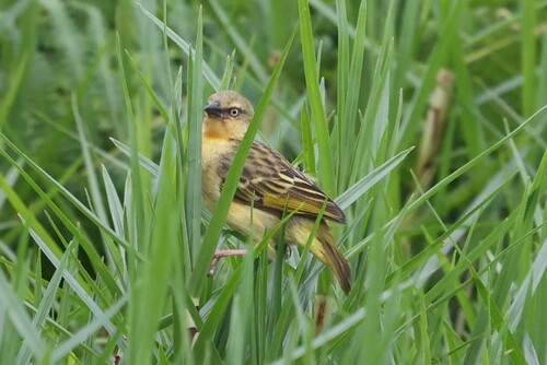 Northern Brown-throated Weaver (Ploceus castanops), photo 6