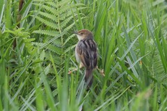 Cisticola marginatus