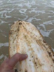 Sepia latimanus