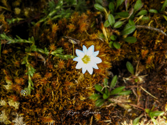 Gentiana sedifolia