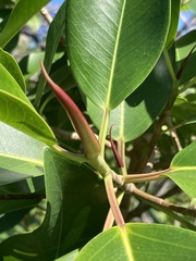 Ficus rubiginosa