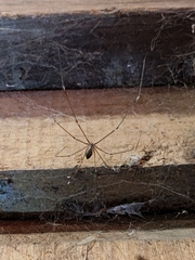 Crossopriza lyoni