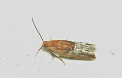 Ancylis comptana