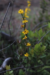 Sisyrinchium graminifolium