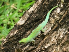 Phelsuma sundbergi longinsulae