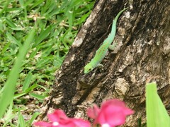 Phelsuma sundbergi longinsulae