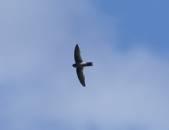 Aerodramus terraereginae