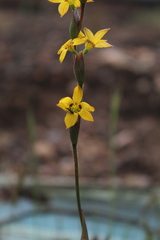 Sisyrinchium graminifolium