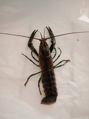 Cherax quadricarinatus