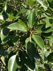 Ficus rubiginosa