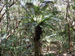 Cyathea australis