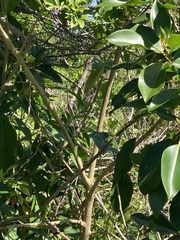 Ficus rubiginosa