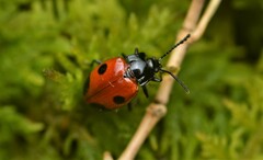 Endomychus biguttatus