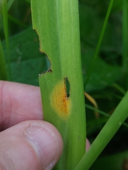Puccinia sessilis