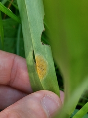 Puccinia sessilis