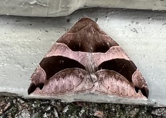 Bastilla arcuata