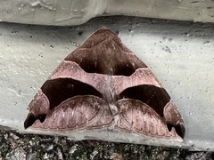 Bastilla arcuata