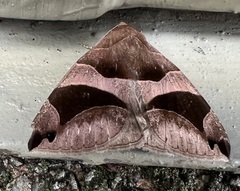 Bastilla arcuata
