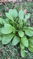 Rumex acetosa acetosa