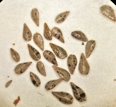 Cryptantha torreyana