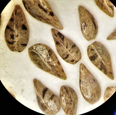 Cryptantha torreyana