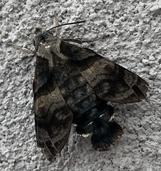 Macroglossum divergens