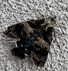 Macroglossum divergens