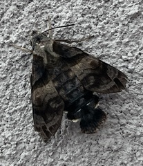 Macroglossum divergens