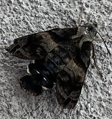 Macroglossum divergens