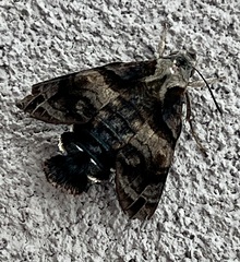 Macroglossum divergens