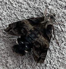 Macroglossum divergens