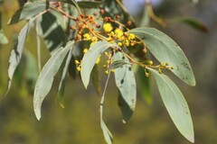 Acacia bancroftiorum