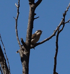 Chrysococcyx osculans