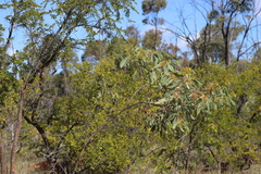 Acacia bancroftiorum