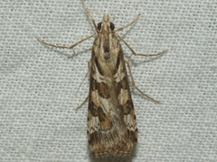 Nomophila corticalis