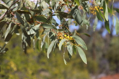 Acacia bancroftiorum