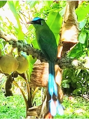 Momotus aequatorialis