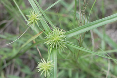 Cyperus retroflexus