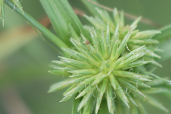 Cyperus retroflexus