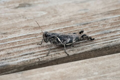 Melanoplus ponderosus