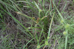 Cyperus retroflexus