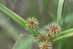 Cyperus retroflexus