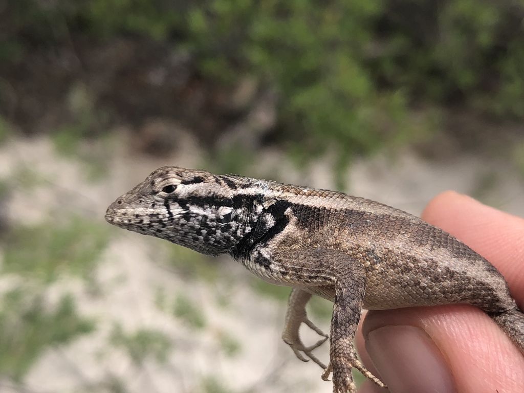 Amathites Lava Lizard